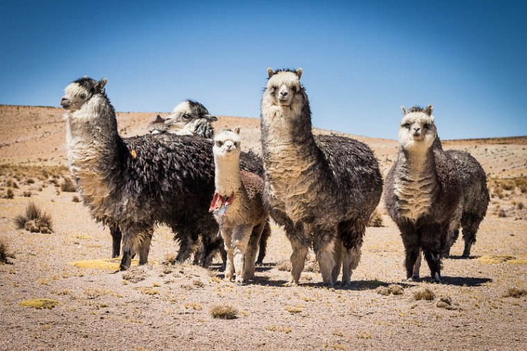 039 Lauca NP, alpaca.jpg